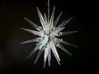 Murano Chandelier | 31 Clear Sputnik detail by Bling Lighting Studio