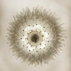 Murano Palmette Transparent Chandelier product image