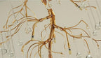 Aurora Vertical Crystal Branch Detail Gold Chandelier