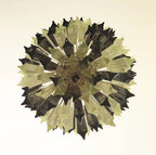 Fantastic Murano Prisms Smoked Transparent Chandelier product image